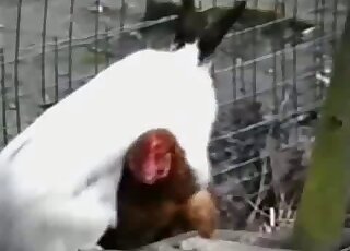 An insatiable white bunny decides to power-fuck a slutty chicken