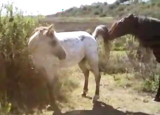 Outdoor fuck scene showing a white mare and a brown stallion