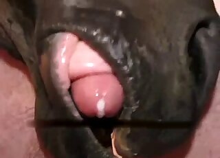 Horse sucking on a guy's cock until he blows a massive load on cam