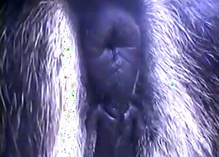Closeup porn movie focusing on a very sexy-looking animal hole