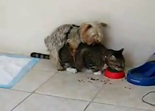 Sexy cat gets fucked by a small dog in an animal-on-animal zoo vid