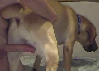 Neat doggystyle fuck film with a sexy dog bottoming for a hunk