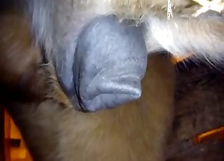 Closeup zoophilia voyeur video focusing on a horse's huge boner