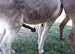 Donkey fucks a sexy animal that wants to cum with that cock inside