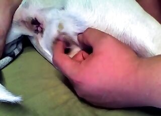 Dude cannot stop fingering that small animal pussy in a kinky video