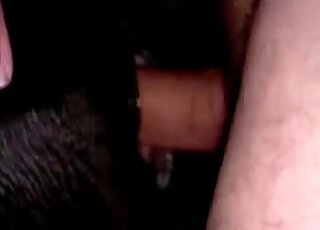 Dude inserting his penis in a brown mare's hole in a closeup zoo vid