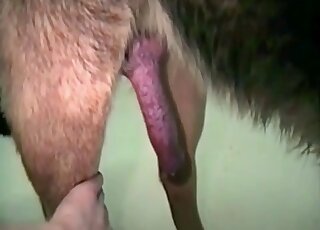 Off-camera zoophile jerking a dog's cock in a taboo zoo porno