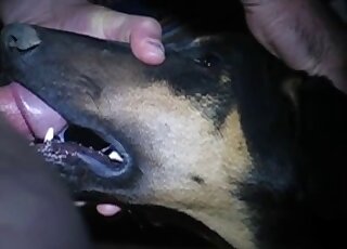 Incredible oral porn movie with a dog that gets skull-fucked by a dude