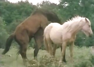 Amazing outdoor horse seduction video with a slutty white mare