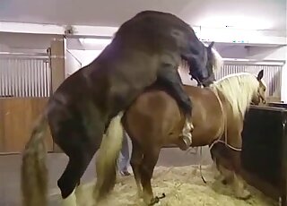 Twisted amateur zoo porn with a pony that wants to fuck savagely