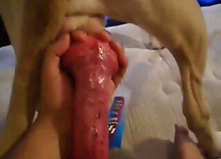 Veiny and red dog cock pleasured in POV in a closeup zoo porno