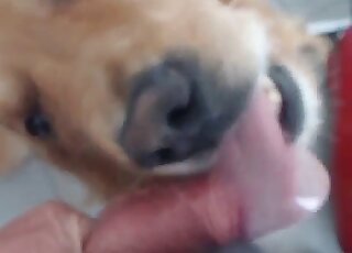 Blowjob zoophilia video featuring a dog that sucks cocks happily