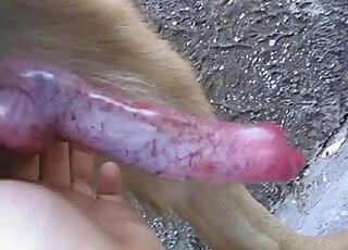 Hot animal showing its red dick in free online bestiality right here