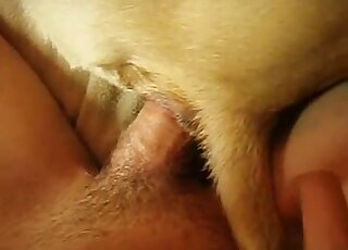Dude fucking his submissive dog in a bestiality sex tape scene