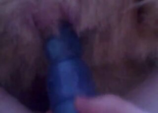 Dildo insertion video featuring a zoophile and a hot dog pussy