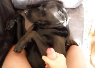 Awesome blowjob from black dog that enjoys sucking human cocks