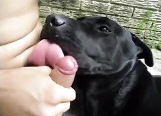 Slightly pudgy dude fucks his black dog orally to make it orgasm