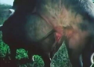 Educational animal sex video spotlighting pig corkscrew cocks