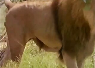 Lion roars and shows its sexy nether regions in a nature documentary