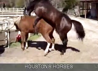 Awesome brown stallion fucks a mare in an outdoor XXX porn clip