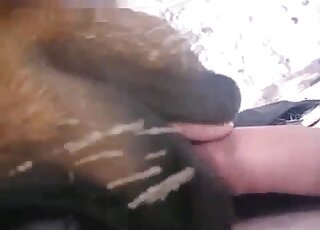 Brown beast licking all over that human cock in a zoophilic scene