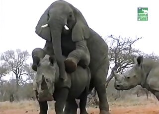 Elephant porn movie with massive beasts just going at it outdoors