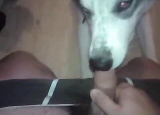Dude's uncut cock is the best treat for a dog that loves sucking dick