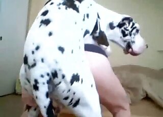 Dalmatian with a big dick is drilling the guy's shapely booty here