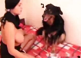 Amazing pornographic scene with a brunette that jerks a dog's dick