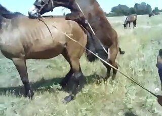 Brown stallion fucking a brown mare's pussy in an outdoor scene