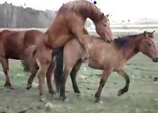 Outdoor porn movie showing sexy brown horses that love fucking