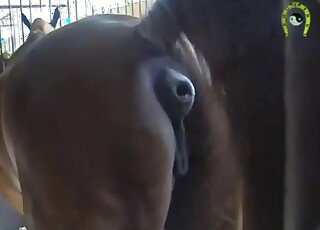 Animal pussy is very attractive in this closeup mare pussy video