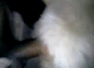 White fur dog is getting fucked from behind in a twisted fashion
